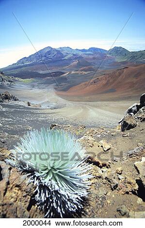 Hawaii, Maui, Haleakala National Park, Silversword Plant C1580 View Large Photo Image Picture - Hawaii, Maui, Haleakala National Park, Silversword Plant C1580. Fotosearch