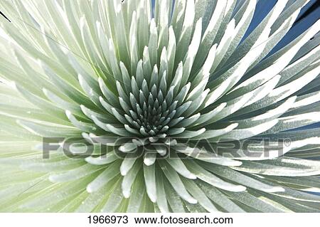 Hawaii, Maui, Haleakala National Park, Silversword, Up Close Macro View View Large Photo Image Stock Image - Hawaii, Maui, Haleakala National Park, Silversword, Up Close Macro View. Fotosearch