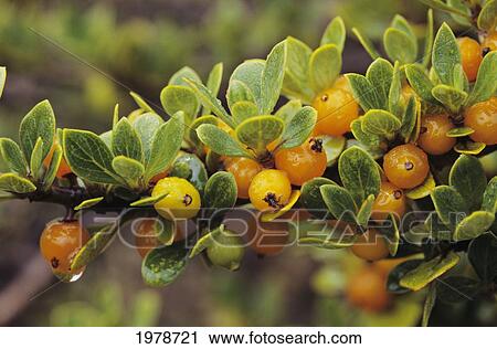 Stock Image - Hawaii, Maui, Haleakala National Park, Closeup Of Pilo Berries (Coprosma Montana) [Rubiacea].. Fotosearch