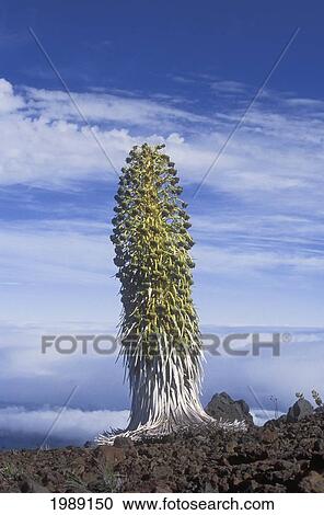 Stock Image - Hawaii, Maui, Haleakala National Park, Silversword Or Ahinahina Standing Tall Against A Cloudy Sky.. Fotosearch