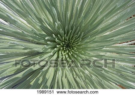 Stock Image - Hawaii, Maui, Haleakala National Park, Close Up Of The Rosette Of A Silversword Or Ahinahina.. Fotosearch