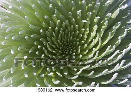 Stock Image - Hawaii, Maui, Haleakala National Park, Close Up Of The Rosette Of A Silversword Or Ahinahina.. Fotosearch