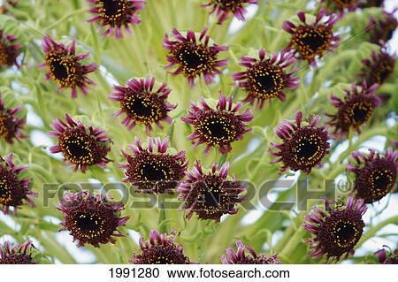 Stock Image - Hawaii, Maui, Haleakala National Park, Close-Up Of Silversword.. Fotosearch