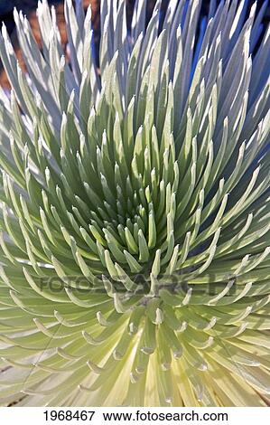 Hawaii, Maui, Haleakala National Park, Close Up Of The Rosette Of A Silversword Or Ahinahina. View Large Photo Image Stock Photo - Hawaii, Maui, Haleakala National Park, Close Up Of The Rosette Of A Silversword Or Ahinahina.. Fotosearch