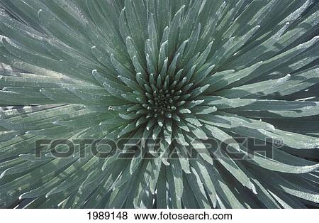 Stock Photo - Hawaii, Maui, Haleakala National Park, Close Up Of The Rosette Of A Silversword Or Ahinahina.. Fotosearch