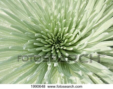Hawaii, Maui, Haleakala National Park, Close Up Of The Rosette Of A Silversword Or Ahinahina. View Large Photo Image Stock Photo - Hawaii, Maui, Haleakala National Park, Close Up Of The Rosette Of A Silversword Or Ahinahina.. Fotosearch