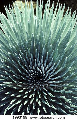 Stock Photo - Hawaii, Maui, Haleakala National Park, Close Up Of The Rosette Of A Silversword Or Ahinahina.. Fotosearch