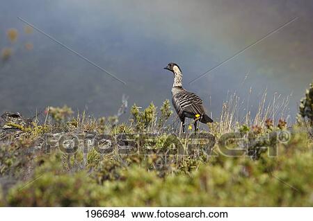 Picture - Hawaii, Maui, Haleakala, Nene Goose (Nesochen Sandvicensis) In Grassy Surroundings, Hawaii State Bird, Rainbow In Background. Fotosearch