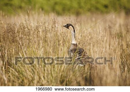 Stock Image - Hawaii, Maui, Haleakala, Nene Goose (Nesochen Sandvicensis) In Grassy Surroundings, Hawaii State Bird.. Fotosearch