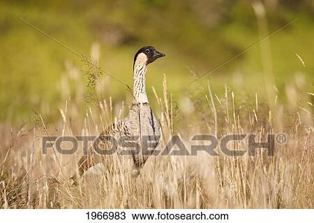 Stock Image - Hawaii, Maui, Haleakala, Nene Goose (Nesochen Sandvicensis) In Grassy Surroundings, Hawaii State Bird.. Fotosearch