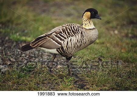 Stock Image - Hawaii, Maui, Haleakala, Nene Goose Standing On Hill Side, Ocean In Distance. Fotosearch