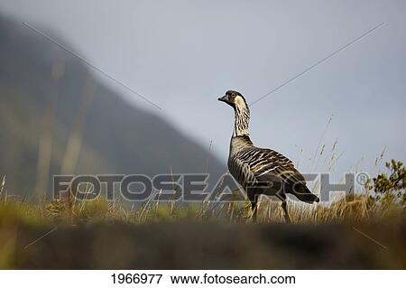 Stock Photo - Hawaii, Maui, Haleakala, Nene Goose (Nesochen Sandvicensis) On Grassy Surface, Hawaii State Bird.. Fotosearch