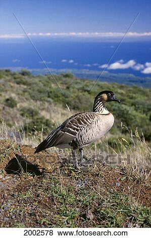 Hawaii, Maui, Haleakala, Nene Goose Standing On Hill Side, Ocean In Distance View Large Photo Image Stock Photo - Hawaii, Maui, Haleakala, Nene Goose Standing On Hill Side, Ocean In Distance. Fotosearch