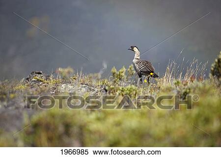Stock Photography - Hawaii, Maui, Haleakala, Nene Goose (Nesochen Sandvicensis) In Grassy Surroundings, Hawaii State Bird, Rainbow In Background. Fotosearch