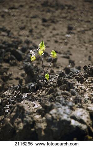 Hawaii, Maui, Haleakala, New life grows among lava rock. View Large Photo Image Stock Photograph - Hawaii, Maui, Haleakala, New life grows among lava rock.. Fotosearch