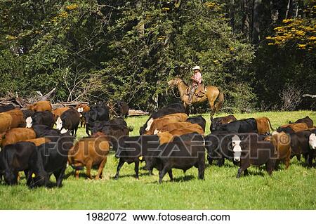 Hawaii, Maui, Haleakala Ranch, Paniolo rounding up cattle View Large Photo Image Stock Image - Hawaii, Maui, Haleakala Ranch, Paniolo rounding up cattle. Fotosearch