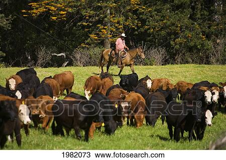 Hawaii, Maui, Haleakala Ranch, Paniolo rounding up cattle View Large Photo Image Stock Image - Hawaii, Maui, Haleakala Ranch, Paniolo rounding up cattle. Fotosearch