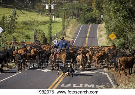 Stock Photography - Hawaii, Maui, Haleakala Ranch, Paniolo herding cattle along a road. Fotosearch