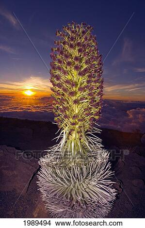Picture - Hawaii, Maui, Haleakala, Silversword (Argyroxiphium Sandwicense) Sunset And Clouds In Background. Fotosearch
