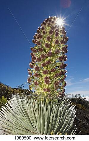 Stock Image - Hawaii, Maui, Haleakala, Silversword (Argyroxiphium Sandwicense) Blue Sky In Background. Fotosearch