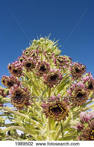 Hawaii, Maui, Haleakala, Silversword (Argyroxiphium Sandwicense) Blue Sky In Background View Large Photo Image Stock Image - Hawaii, Maui, Haleakala, Silversword (Argyroxiphium Sandwicense) Blue Sky In Background. Fotosearch