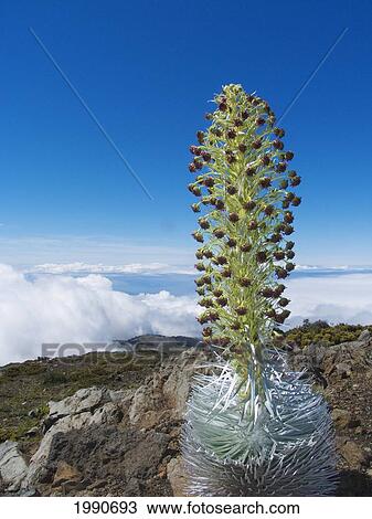 Hawaii, Maui, Haleakala, Silversword (Argyroxiphium Sandwicense) Clouds And Blue Sky In Background View Large Photo Image Stock Image - Hawaii, Maui, Haleakala, Silversword (Argyroxiphium Sandwicense) Clouds And Blue Sky In Background. Fotosearch