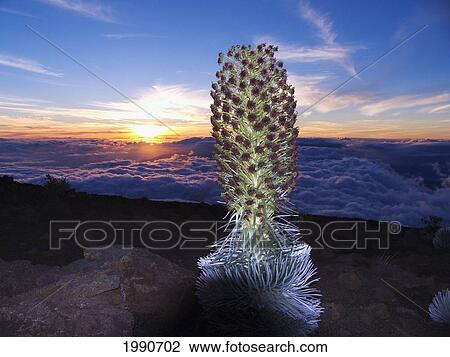 Stock Image - Hawaii, Maui, Haleakala, Silversword (Argyroxiphium Sandwicense) Sunset And Clouds In Background. Fotosearch