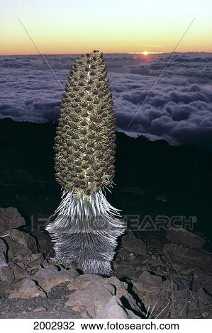 Stock Image - Hawaii, Maui, Haleakala, Silversword Plant In Foreground, Sunset Into Clouds, Orange Layer. Fotosearch