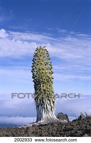 Hawaii, Maui, Haleakala, Silversword 'ahinahina, Blue Sky With Clouds (Argyroxiphium Sandwicense) View Large Photo Image Stock Image - Hawaii, Maui, Haleakala, Silversword 'ahinahina, Blue Sky With Clouds (Argyroxiphium Sandwicense). Fotosearch