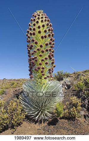 Hawaii, Maui, Haleakala, Silversword (Argyroxiphium Sandwicense) Blue Sky In Background View Large Photo Image Stock Photo - Hawaii, Maui, Haleakala, Silversword (Argyroxiphium Sandwicense) Blue Sky In Background. Fotosearch