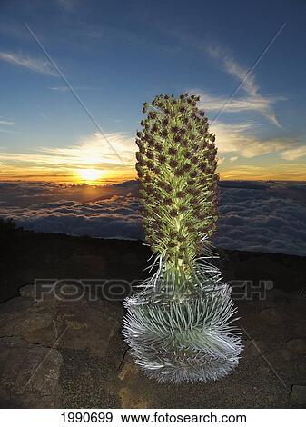 Stock Photo - Hawaii, Maui, Haleakala, Silversword (Argyroxiphium Sandwicense) Sunset And Clouds In Background. Fotosearch