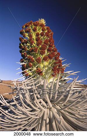 Stock Photo - Hawaii, Maui, Haleakala, Silversword Extreme Close-Up Looking Upward, Blue Sky (Argyroxiphium Sandwicense) C1592. Fotosearch