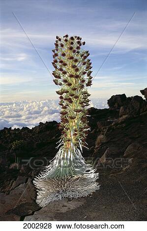 Stock Photo - Hawaii, Maui, Haleakala, Silversword (Argyroxiphium Sandwicense) Full View Of Plant, Clouds In Background. Fotosearch