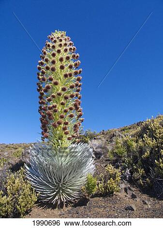 Hawaii, Maui, Haleakala, Silversword (Argyroxiphium Sandwicense) Blue Sky In Background View Large Photo Image Stock Photograph - Hawaii, Maui, Haleakala, Silversword (Argyroxiphium Sandwicense) Blue Sky In Background. Fotosearch