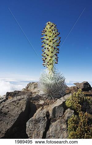 Stock Photography - Hawaii, Maui, Haleakala, Silversword (Argyroxiphium Sandwicense) Blue Sky In Background. Fotosearch