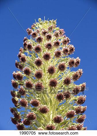 Stock Photography - Hawaii, Maui, Haleakala, Silversword (Argyroxiphium Sandwicense) Blue Sky In Background. Fotosearch