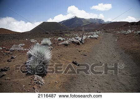 Hawaii, Maui, Haleakala, The hiking trail through the Volcanic Crater. View Large Photo Image Stock Photo - Hawaii, Maui, Haleakala, The hiking trail through the Volcanic Crater.. Fotosearch