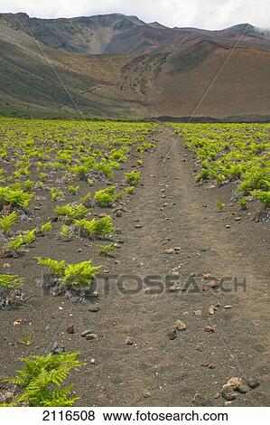 Stock Photo - Hawaii, Maui, Haleakala, The hiking trail through the Volcanic Crater.. Fotosearch