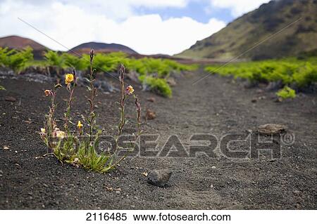 Hawaii, Maui, Haleakala, The hiking trail through the Volcanic Crater. View Large Photo Image Stock Photography - Hawaii, Maui, Haleakala, The hiking trail through the Volcanic Crater.. Fotosearch