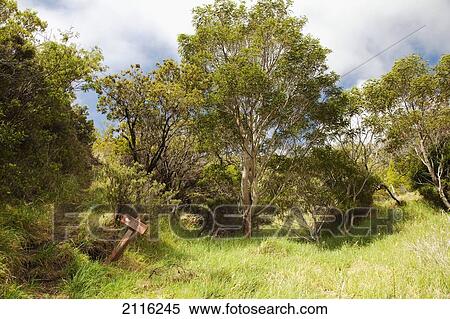 Hawaii, Maui, Haleakala, The lush trail with sign in Kaupo Gap. View Large Photo Image Stock Photography - Hawaii, Maui, Haleakala, The lush trail with sign in Kaupo Gap.. Fotosearch