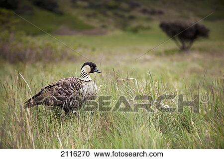 Stock Image - Hawaii, Maui, Halekala, Paliku, A Nene (Branta sandvicensis) in tall grass.. Fotosearch