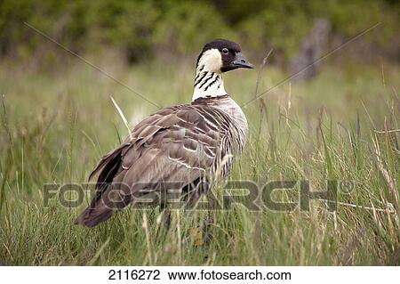 Hawaii, Maui, Halekala, Paliku, A Nene (Branta sandvicensis) in tall grass. View Large Photo Image Stock Image - Hawaii, Maui, Halekala, Paliku, A Nene (Branta sandvicensis) in tall grass.. Fotosearch