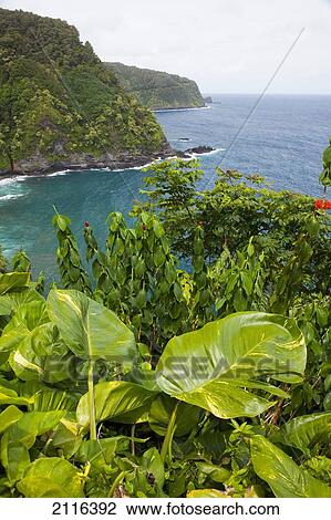 Hawaii, Maui, Hana, A lush view of the green coast on cloudy day. View Large Photo Image Stock Image - Hawaii, Maui, Hana, A lush view of the green coast on cloudy day.. Fotosearch