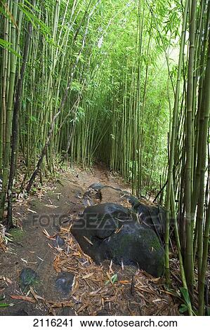 Stock Image - Hawaii, Maui, Hana, A path through green bamboo.. Fotosearch