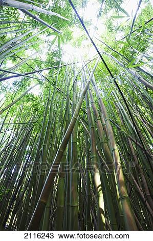 Hawaii, Maui, Hana, A path through green bamboo. View Large Photo Image Stock Image - Hawaii, Maui, Hana, A path through green bamboo.. Fotosearch