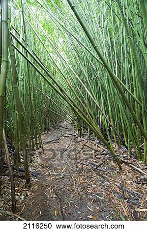 Hawaii, Maui, Hana, A path through green bamboo. View Large Photo Image Stock Image - Hawaii, Maui, Hana, A path through green bamboo.. Fotosearch