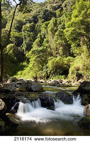 Picture - Hawaii, Maui, Hana, A remote river with lush foliage ne Nahiku.. Fotosearch