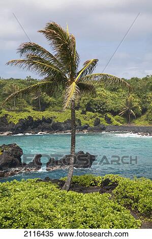 Hawaii, Maui, Hana, A view of the Waianapanapa Coast with a palm tree. View Large Photo Image Stock Photography - Hawaii, Maui, Hana, A view of the Waianapanapa Coast with a palm tree.. Fotosearch