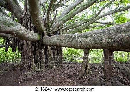 Stock Photo - Hawaii, Maui, Hana, Banyan Tree.. Fotosearch