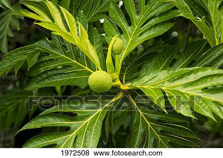 Stock Photo - Hawaii, Maui, Hana, Breadfruit Plant At Kahanu Gardens And Pi'ilani Heiau.. Fotosearch